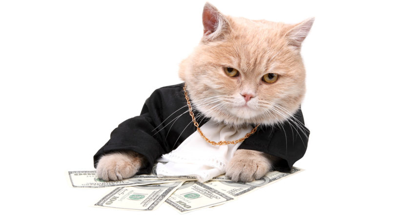 Cat Cash