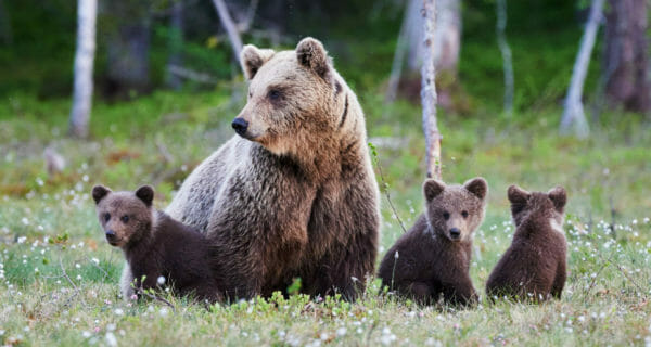 bear market over