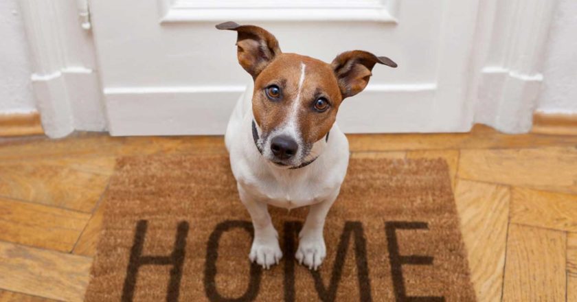 Dog on Welcome Mat
