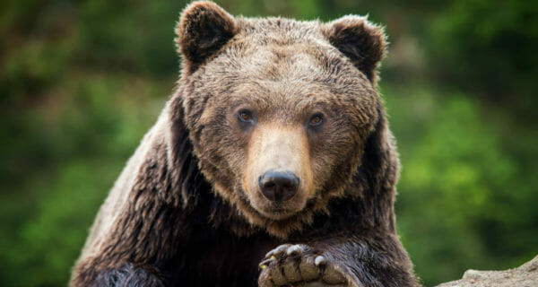 international bear markets