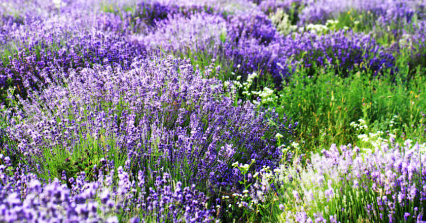 varieties of lavender