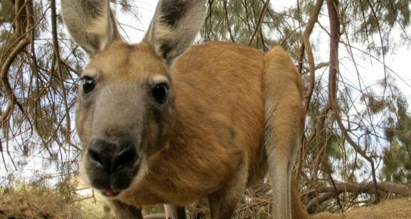 lessons from australia's economic win
