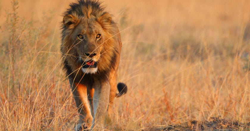 lions attack poachers