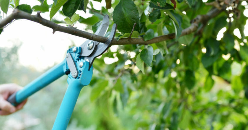 optimal pruning times for plants